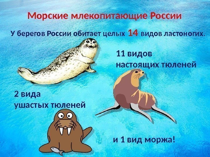 Морские млекопитающие России У берегов России обитает целых 14 видов ластоногих. 11 видов настоящих