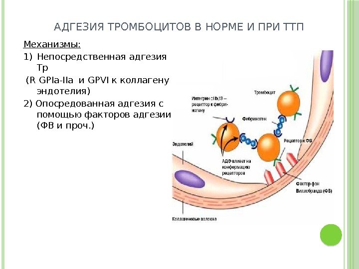 Механизмы: 1) Непосредственная адгезия Тр  (R GPIa-IIa и GPVI к коллагену эндотелия) 2)