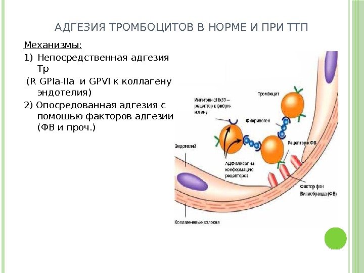 Адгезию тромбоцитов к сосудистой стенке обеспечивает