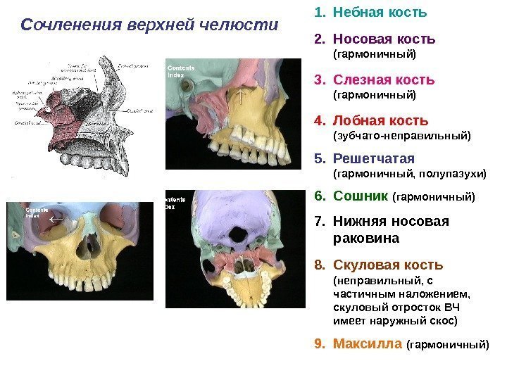 Сочленения верхней челюсти 1. Небная кость 2. Носовая кость  (гармоничный) 3. Слезная кость