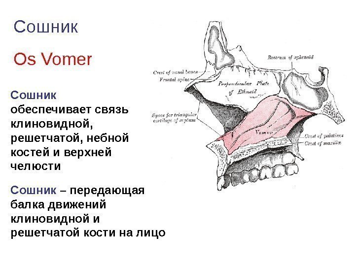 Сошник Os Vomer Сошник  обеспечивает связь клиновидной,  решетчатой, небной костей и верхней