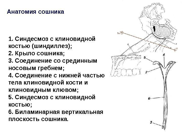 1. Синдесмоз с клиновидной костью (шиндиллез); 2. Крыло сошника;  3. Соединение со срединным