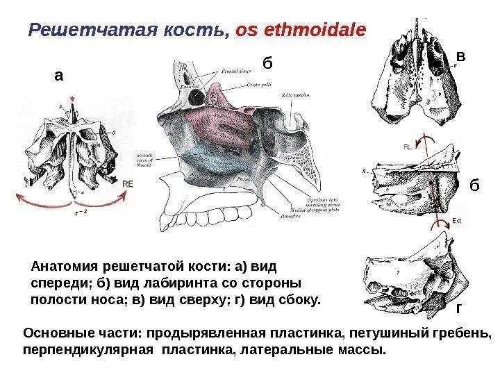 Решетчатая кость ,  os ethmoidale Анатомия решетчатой кости: а) вид спереди; б) вид
