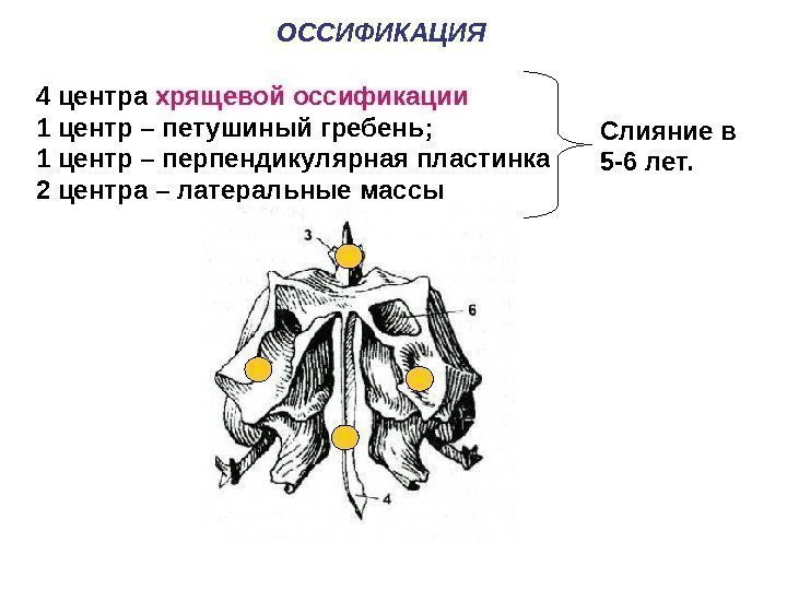 ОССИФИКАЦИЯ 4 центра хрящевой оссификации 1 центр – петушиный гребень; 1 центр – перпендикулярная