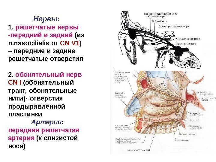 Нервы:  1.  решетчатые  нервы -передний  и  задний (из n.