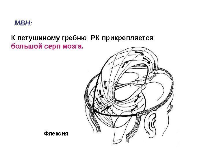 К петушиному гребню РК прикрепляется  большой серп мозга.  МВН: Флексия 