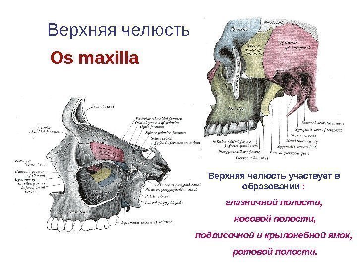 Верхняя челюсть Os maxilla Верхняя челюсть участвует в образовании : глазничной полости,  носовой