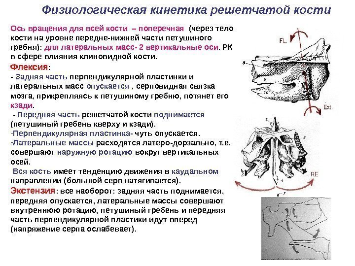 Физиологическая кинетика решетчатой кости Ось вращения для всей кости – поперечная  (через тело
