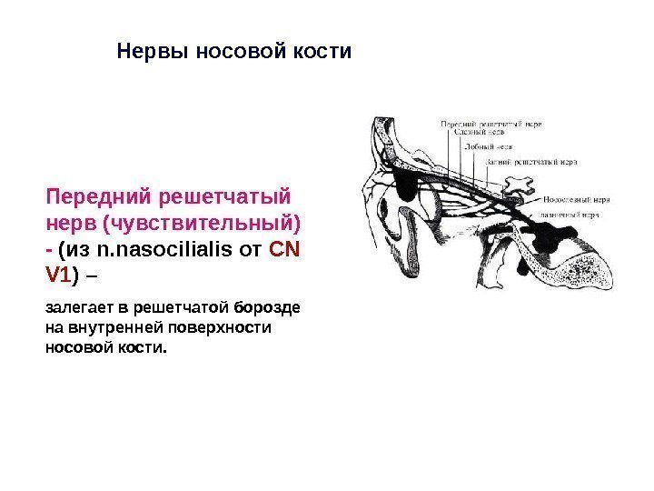 Нервы носовой кости Передний решетчатый  нерв (чувствительный) - (из n. nasocilialis от CN