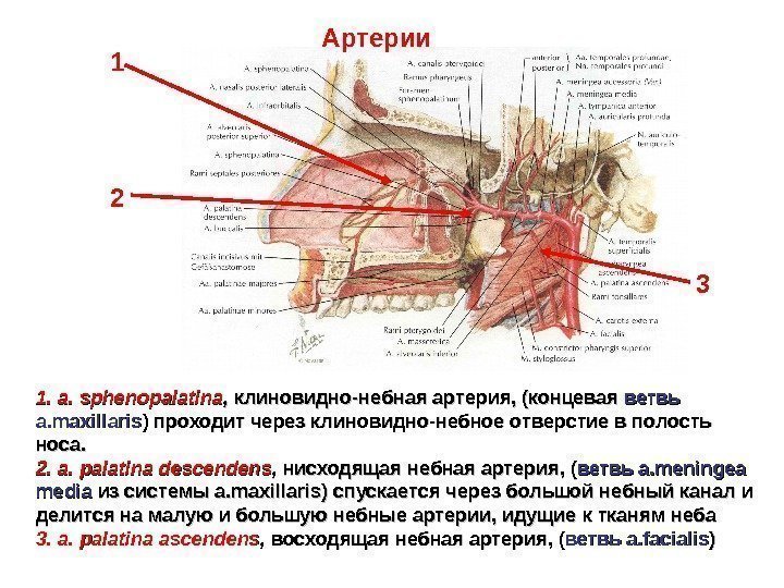 1. 1.  aa. .  sphenopalatina , ,  клиновидно-небная артерия, (концевая ветвь