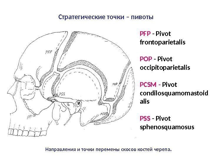 PFP  - Pivot frontoparietalis POP  - Pivot occipitoparietalis PCSM -  Pivot