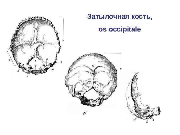 Затылочная кость, os occipitale 