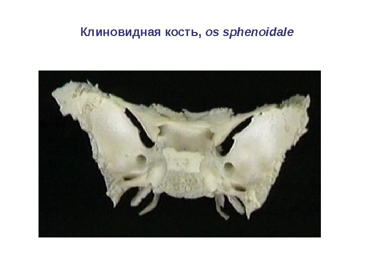 Клиновидная кость,  os sphenoidale 