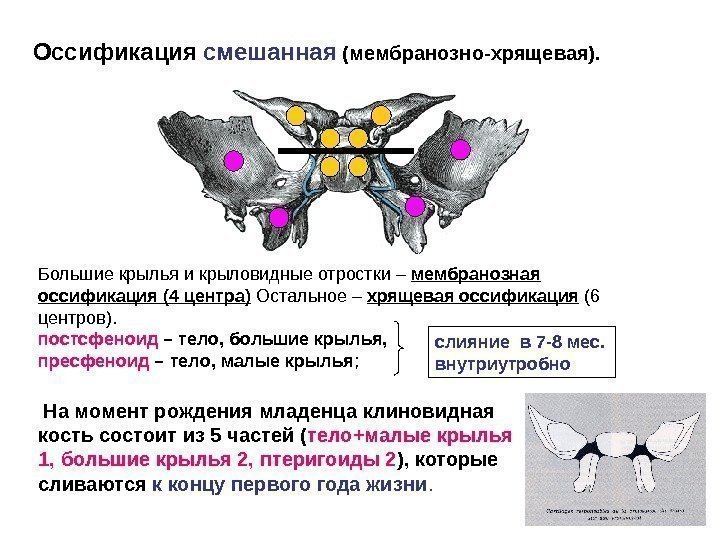 Оссификация  смешанная (мембранозно-хрящевая). Большие крылья и крыловидные отростки – мембранозная оссификация (4 центра)