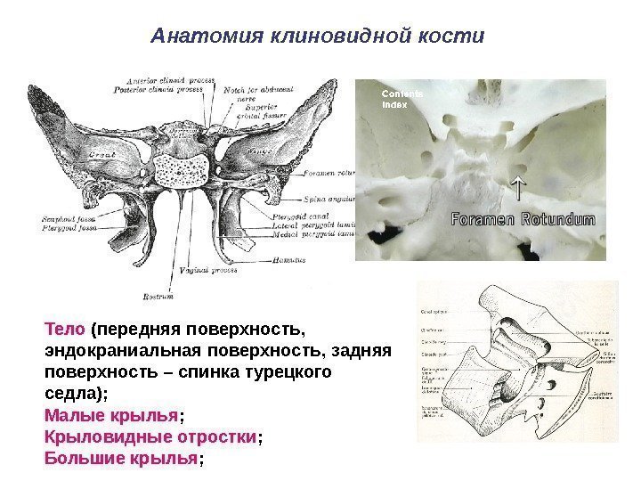Тело (передняя поверхность,  эндокраниальная поверхность, задняя поверхность – спинка турецкого седла); Малые крылья
