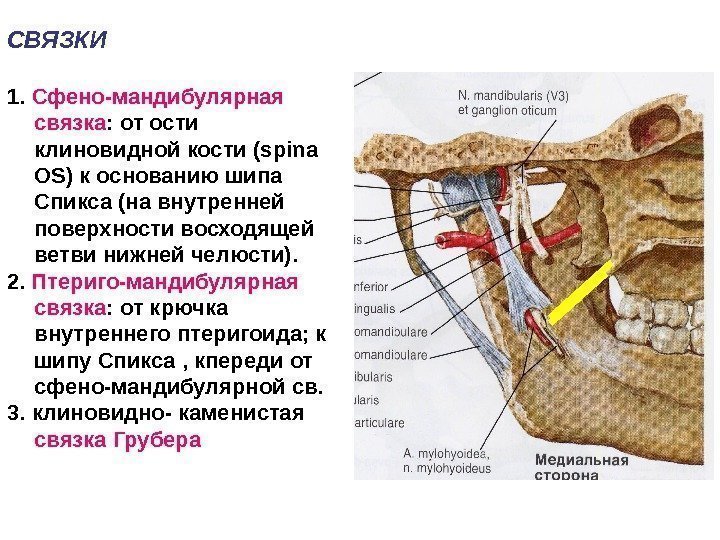 СВЯЗКИ 1.  Сфено-мандибулярная связка : от ости клиновидной кости ( spina OS )
