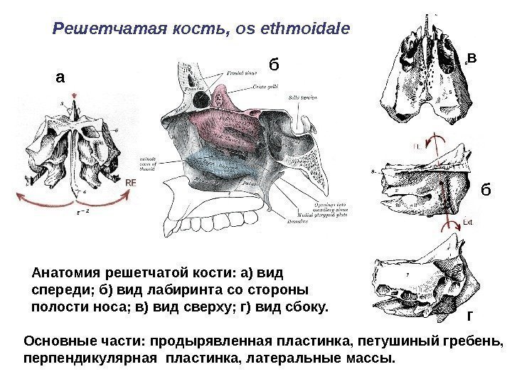 Решетчатая кость , os ethmoidale Анатомия решетчатой кости: а) вид спереди; б) вид лабиринта