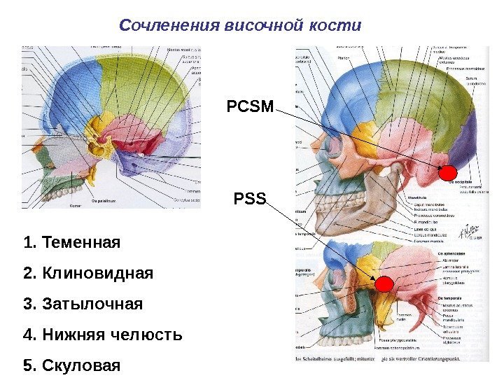 Сочленения височной кости PCSM PSS 1. Теменная 2. Клиновидная 3. Затылочная 4. Нижняя челюсть