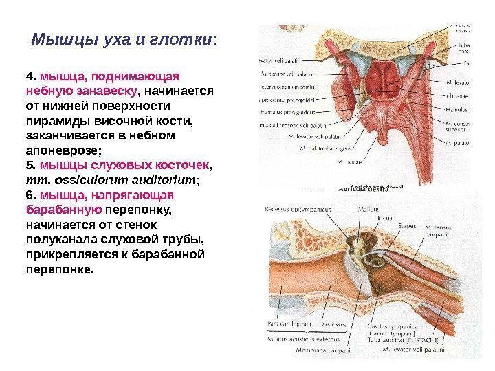 Мышцы уха и глотки : 4.  мышца, поднимающая небную занавеску , начинается от