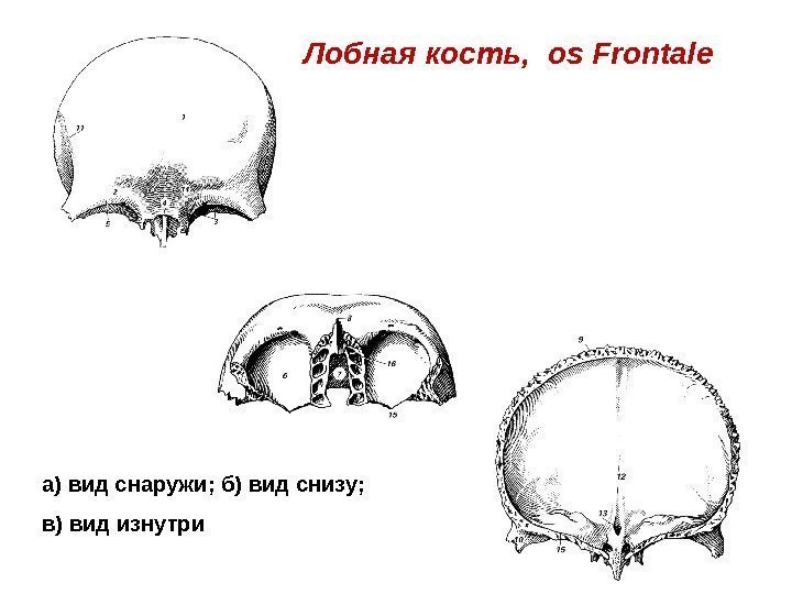 Лобная кость,  os Frontale а) вид снаружи; б) вид снизу;  в) вид