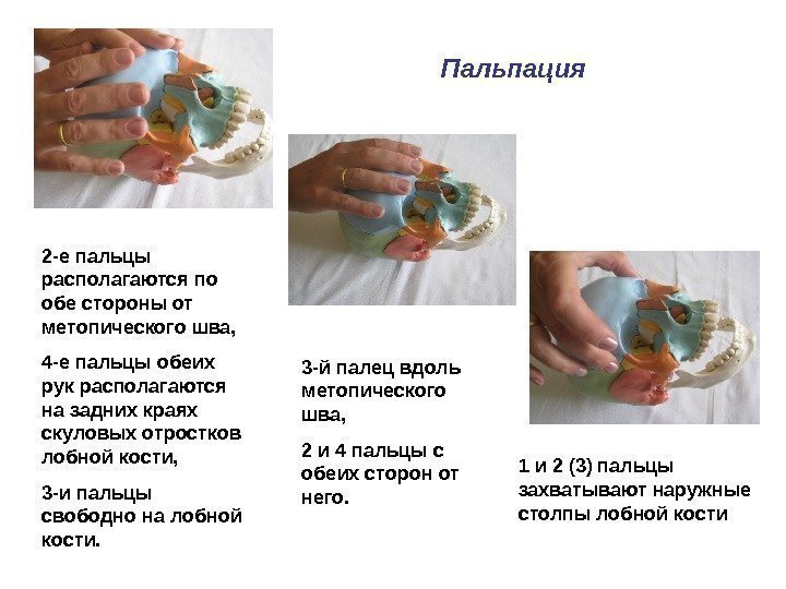 2 -е пальцы располагаются по обе стороны от метопического шва,  4 -е пальцы