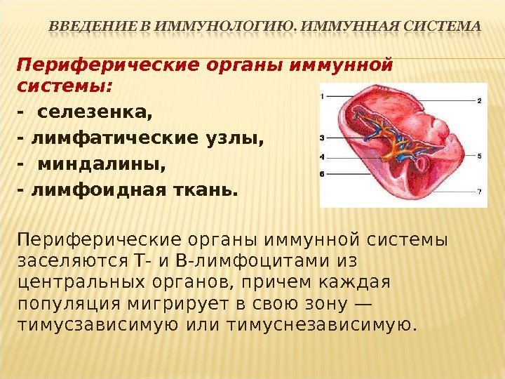 Периферические органы иммунной системы: - селезенка,  - лимфатические узлы, - миндалины, - лимфоидная