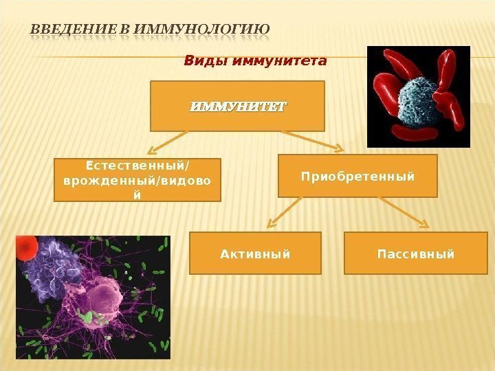 Виды иммунитета Естественный/ врожденный/видово й Приобретенный Активный Пассивный 
