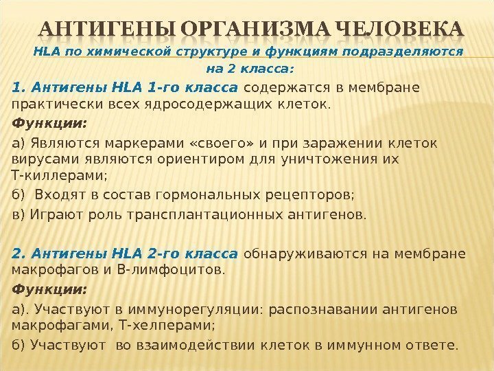 HLA по химической структуре и функциям подразделяются на 2 класса: 1. Антигены HLA 1