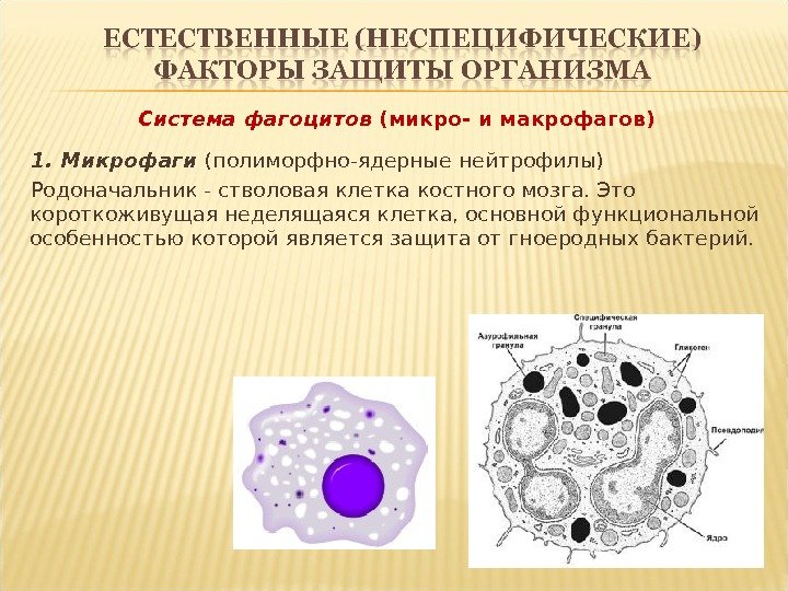 C истема фагоцитов (микро- и макрофагов ) 1. Микрофаги (полиморфно-ядерные нейтрофилы) Родоначальник - стволовая