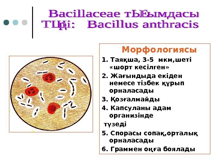    Морфологиясы 1. Таяқша, 3 -5 мкм, шеті  «шорт кесілген» 2.