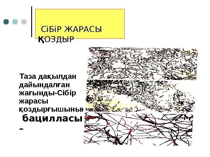  СіБіР ЖАРАСЫ Қ ОЗДЫР Таза да ылдан қ дайындал ан ғ жа ынды-Сібір