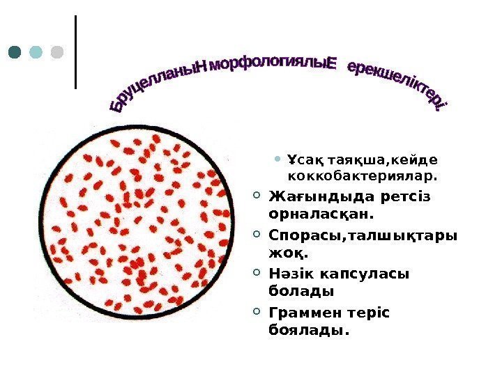  Ұсақ таяқша, кейде  коккобактериялар.  Жағындыда ретсіз орналасқан.  Спорасы, талшықтары жоқ.