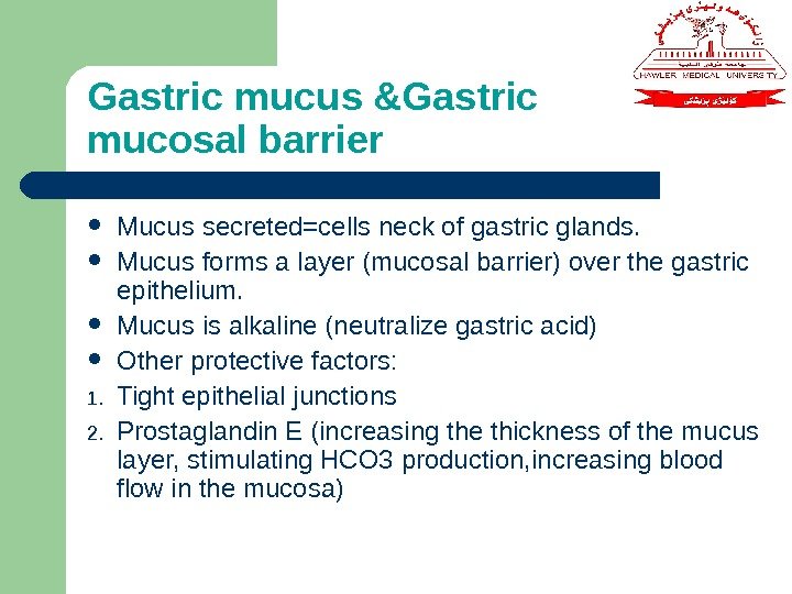 Gastric mucus &Gastric mucosal barrier Mucus secreted=cells neck of gastric glands.  Mucus forms