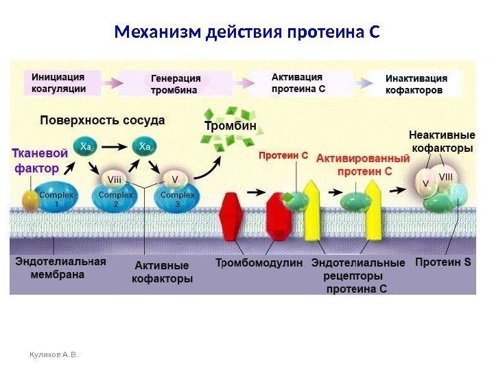 Механизм действия протеина С Куликов А. В. 