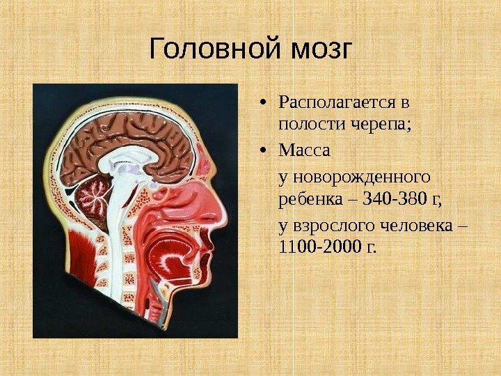 Головной мозг • Располагается в полости черепа;  • Масса у новорожденного ребенка –