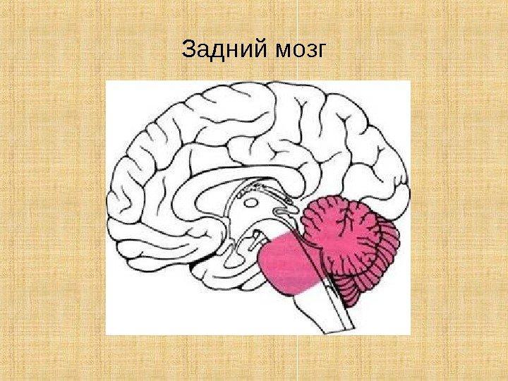 Задний мозг 