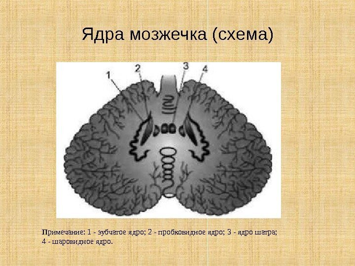 Ядра мозжечка (схема) Примечание: 1 - зубчатое ядро; 2 - пробковидное ядро; 3 -