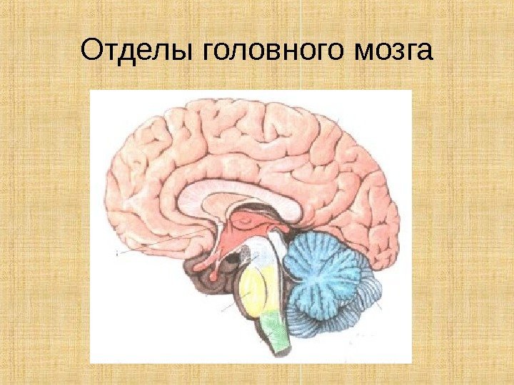 Отделы головного мозга 