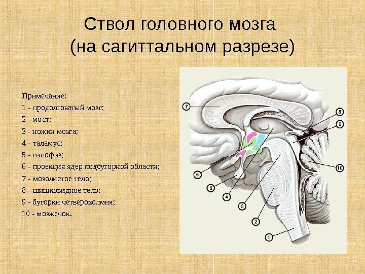 Ствол головного мозга (на сагиттальном разрезе) Примечание: 1 - продолговатый мозг;  2 -