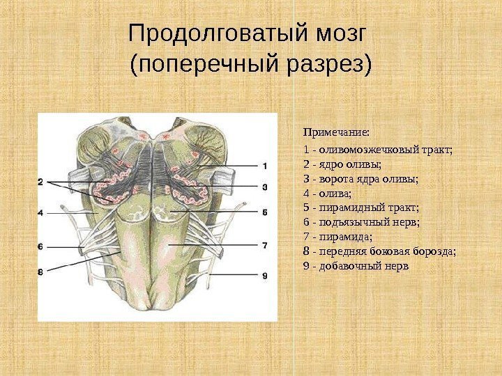 Продолговатый мозг (поперечный разрез) Примечание: 1 - оливомозжечковый тракт; 2 - ядро оливы; 3