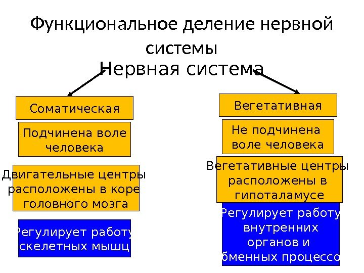 Составь верную схему функционального деления нервной системы человека определи какими цифрами