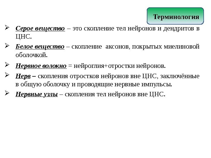 В сером веществе происходит. Серое вещество нервной системы это. Чем представлено серое вещество.