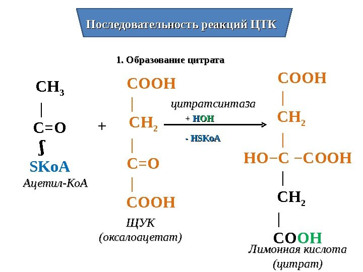 Последовательность реакций ЦТК 1. Образование цитрата СН 3  | С=О  ʃ SKo.