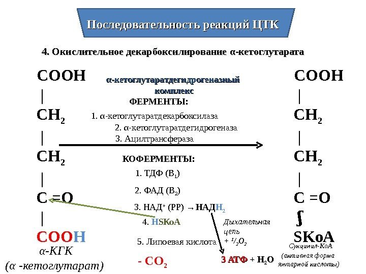 Последовательность реакций ЦТК 4. Окислительное декарбоксилирование αα -кетоглутарата  СООН   | 