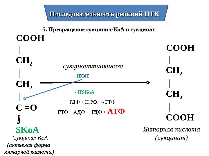 Последовательность реакций ЦТК 5. Превращение сукцинил-Ко. А в сукцинат  Сукцинил-Ко. А (активная форма