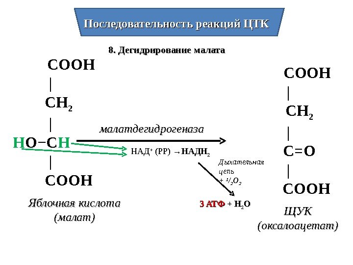 Последовательность реакций ЦТК 8. Дегидрирование малата малатдегидрогеназа Яблочная кислота (малат) СООН  | 