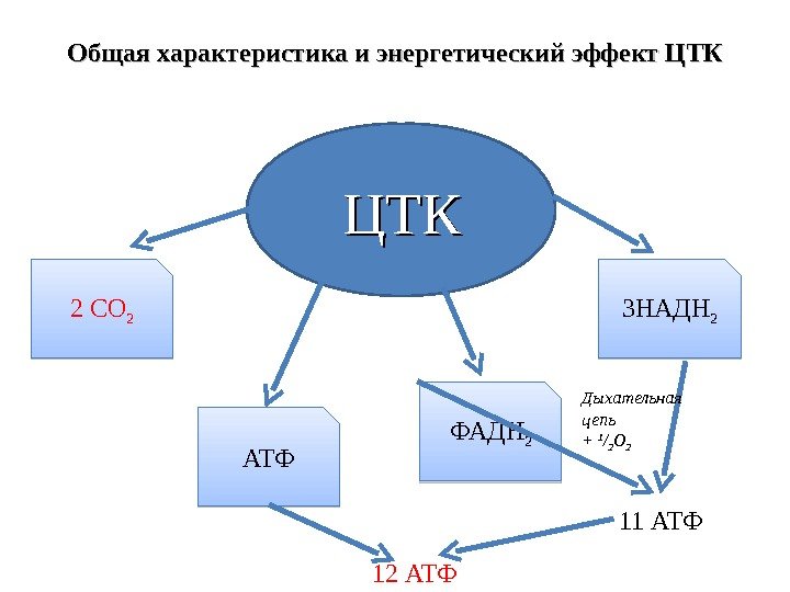 Общая характеристика и энергетический эффект ЦТК ЦТКЦТК 2 СО 2 АТФ ФАДН 2 3