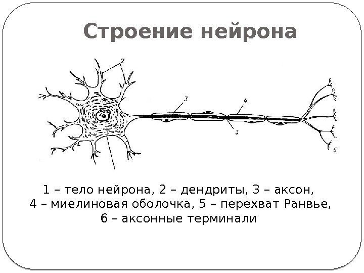 Строение нейрона 1 – тело нейрона, 2 – дендриты, 3 – аксон,  4