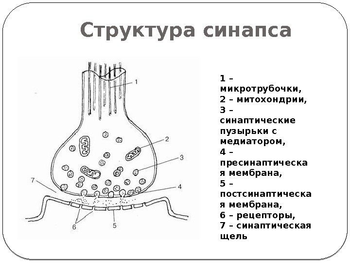 Структура синапса 1 – микротрубочки,  2 – митохондрии, 3 – синаптические пузырьки с