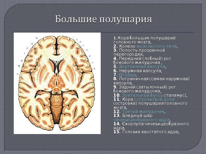  1. Кора больших полушарий ,  головного мозга 2. Колено мозолистого тела ,